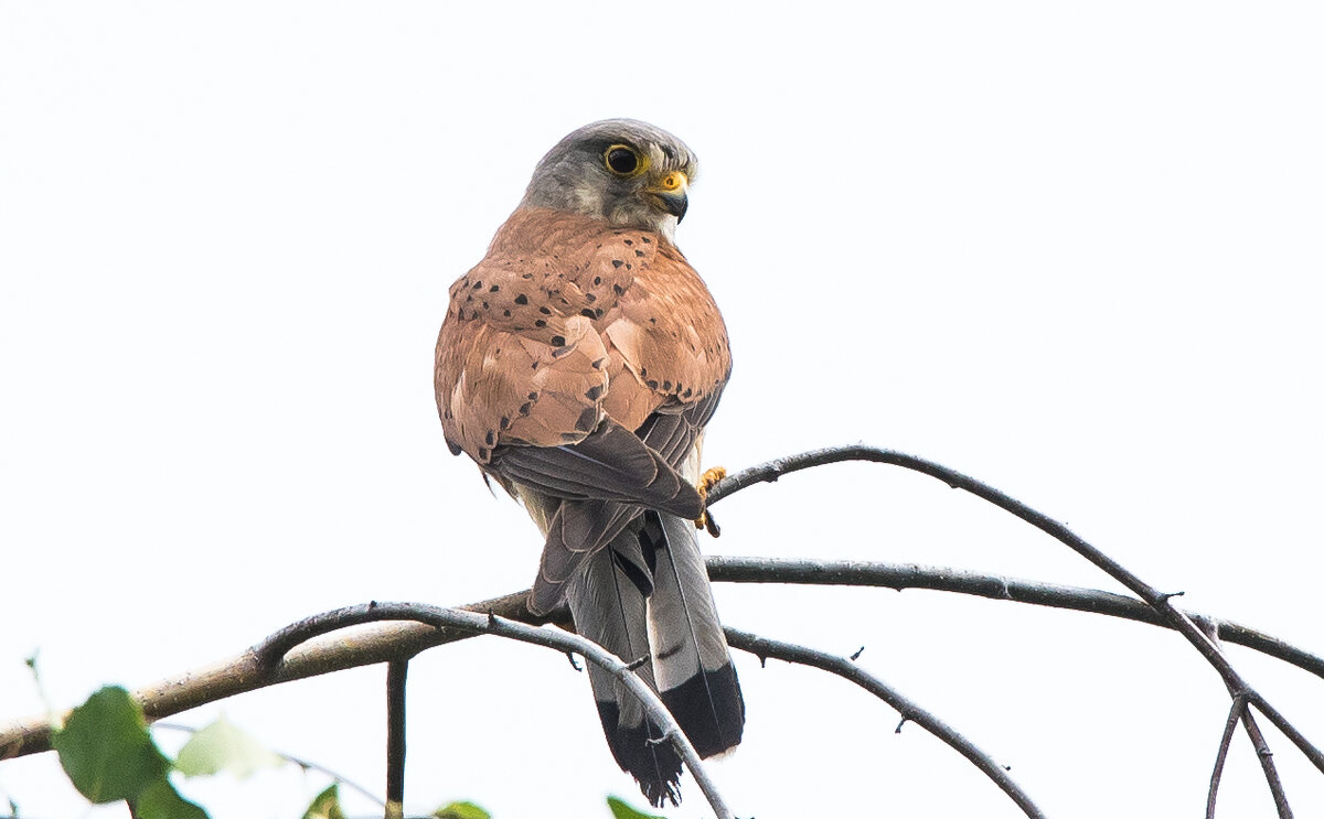 Пустельга. - Владимир Безбородов
