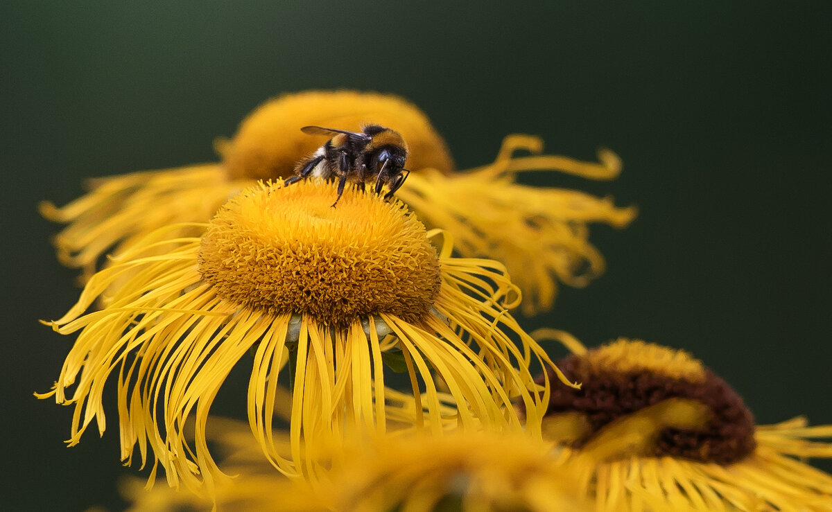 Цветет девясил. - Владимир Безбородов