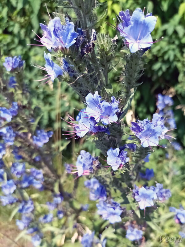 Синяк обыкновенный - Veera V Синяк обыкновенный - Veera V