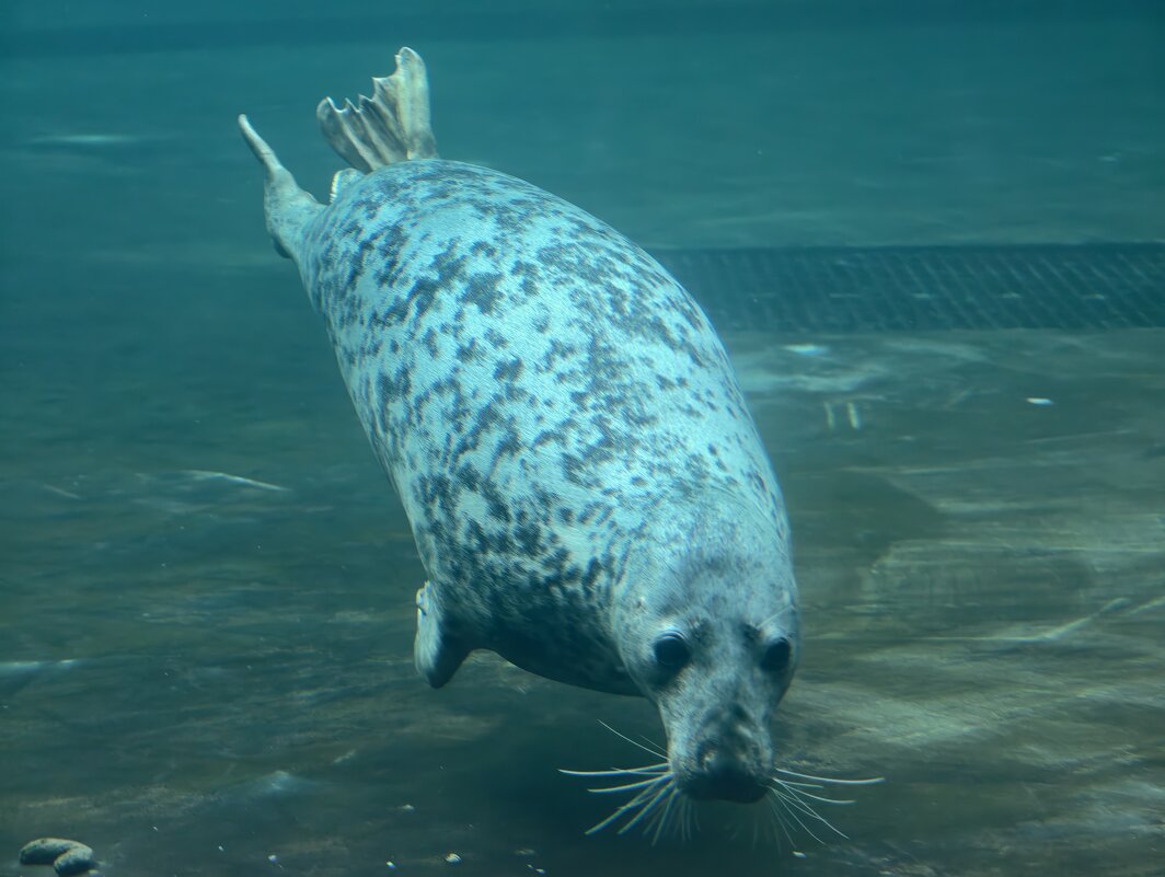 Ластоногие - <<< Наташа >>>