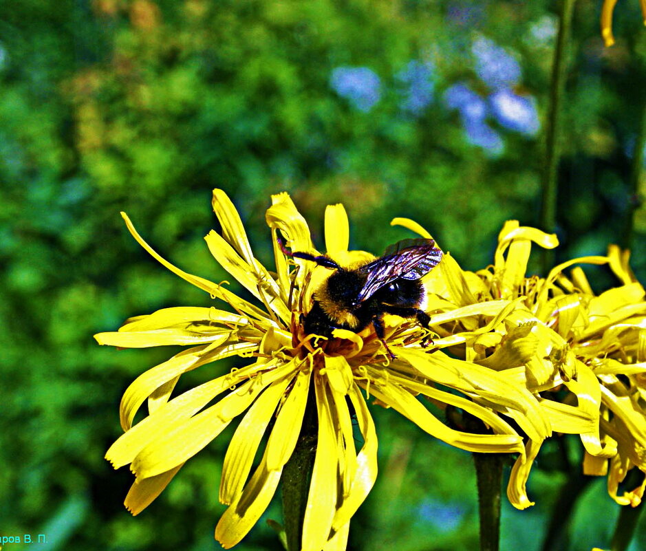 Июль...Прилетел шмель покормиться! - Владимир 