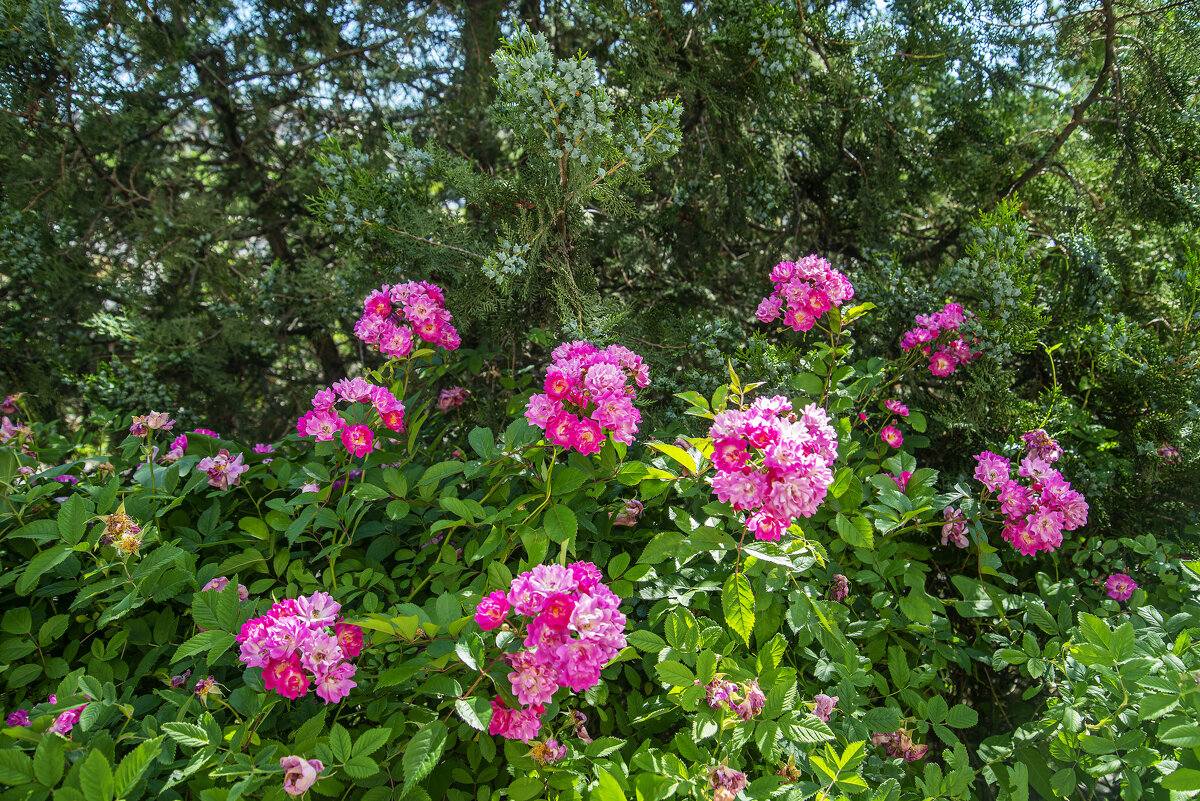 Розы - Анатолий Чикчирный Розы - Анатолий Чикчирный