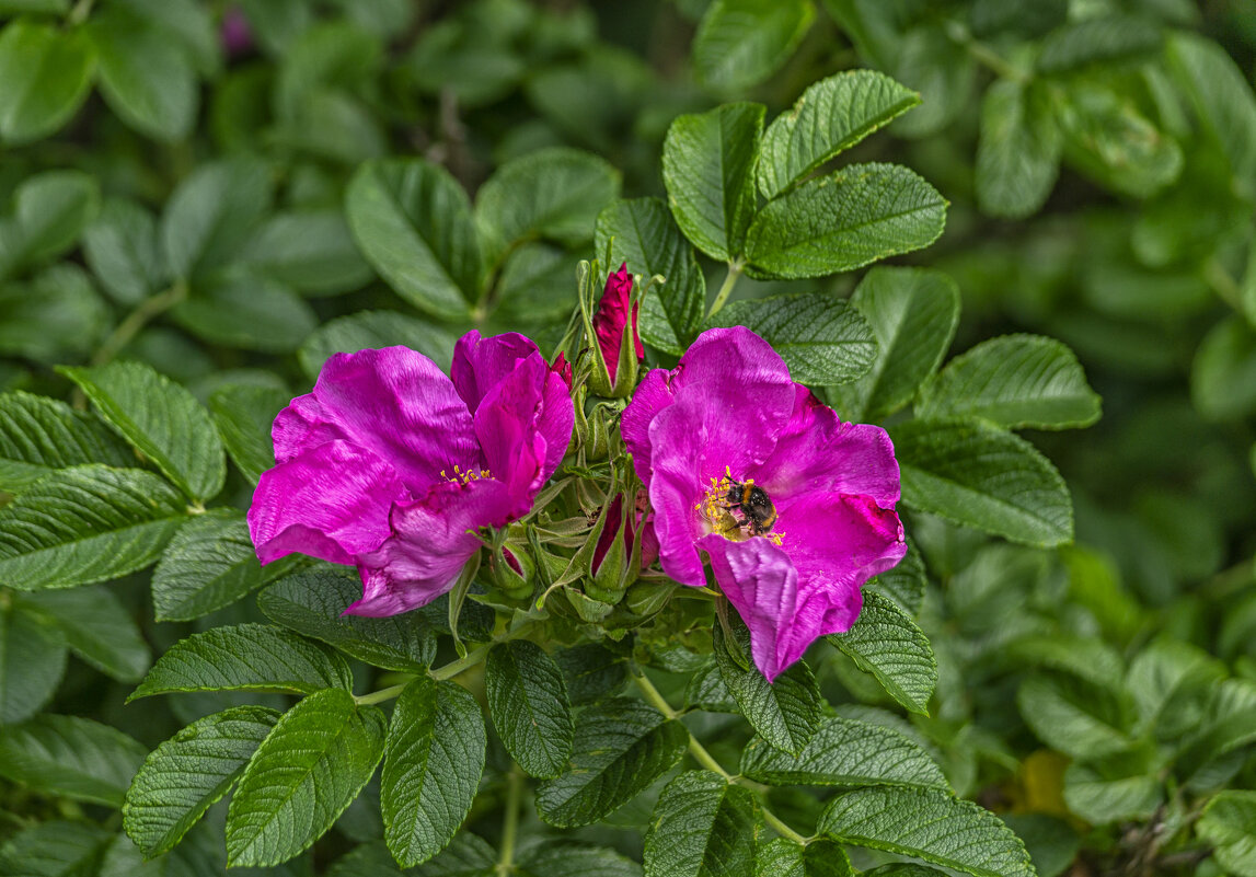 Цветет шиповник - Сергей Цветков Цветет шиповник - Сергей Цветков