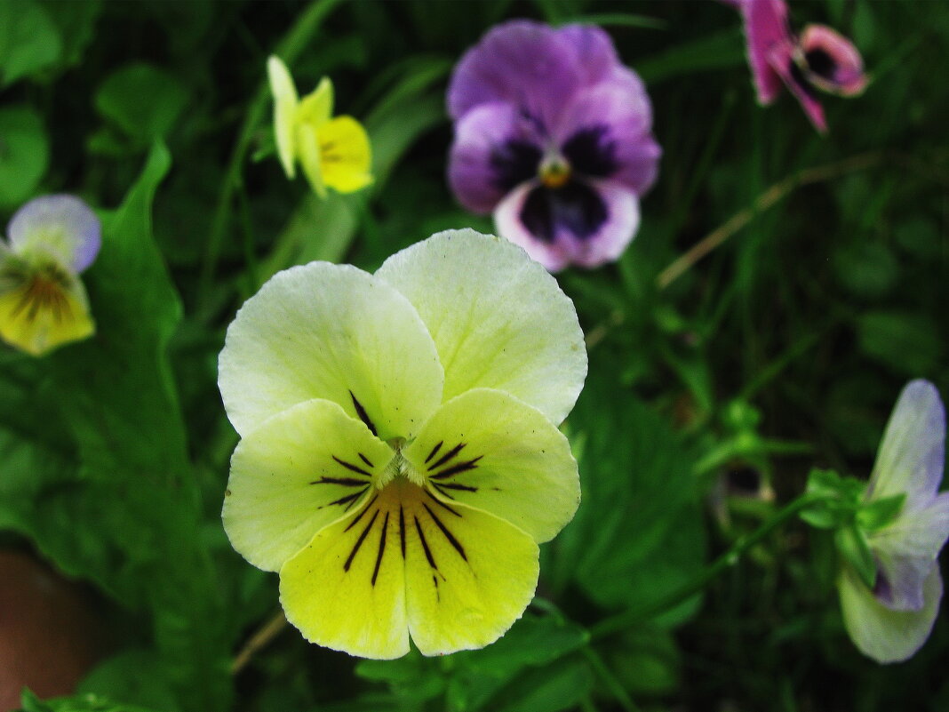 Анютки - Людмила Смородинская