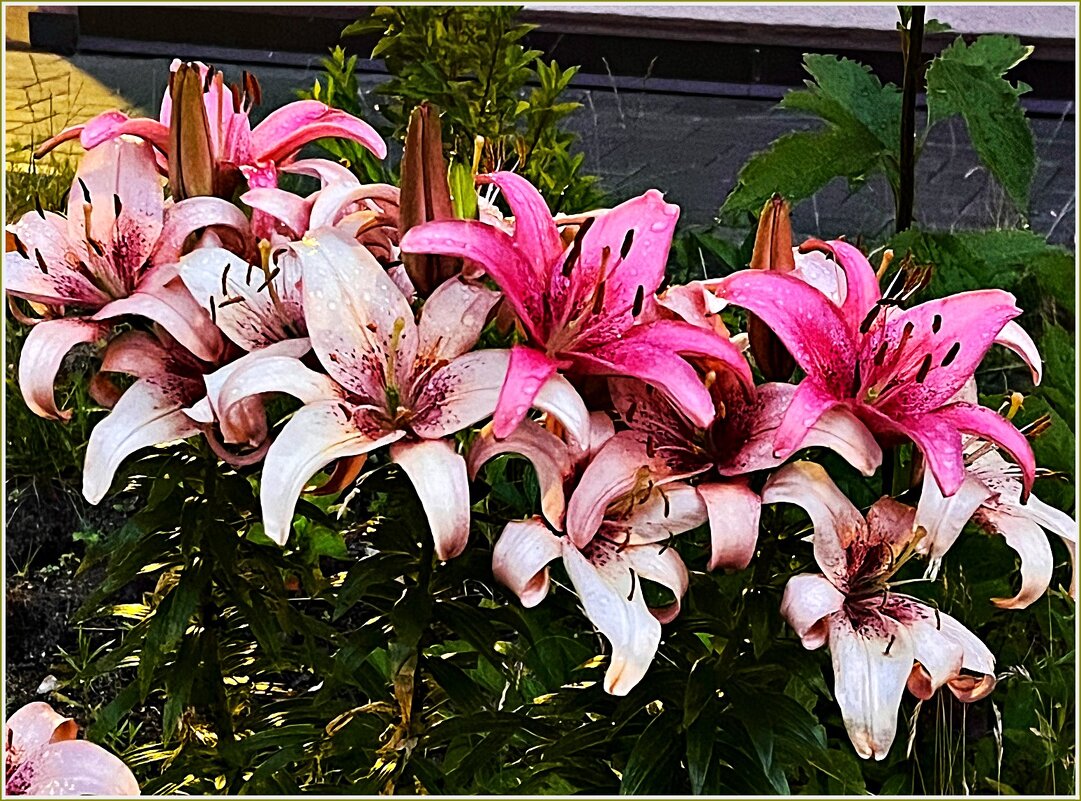 Вечерние лилии. - Валерия Комова