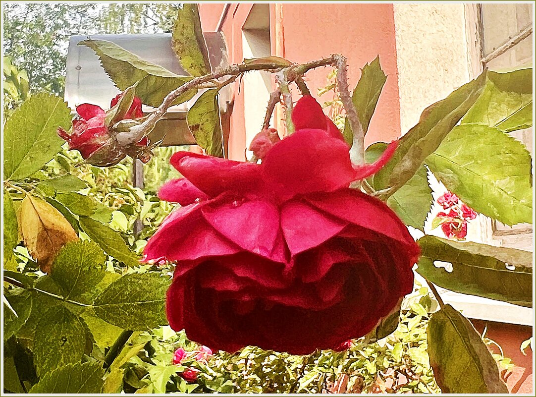 Роза. - Валерия Комова