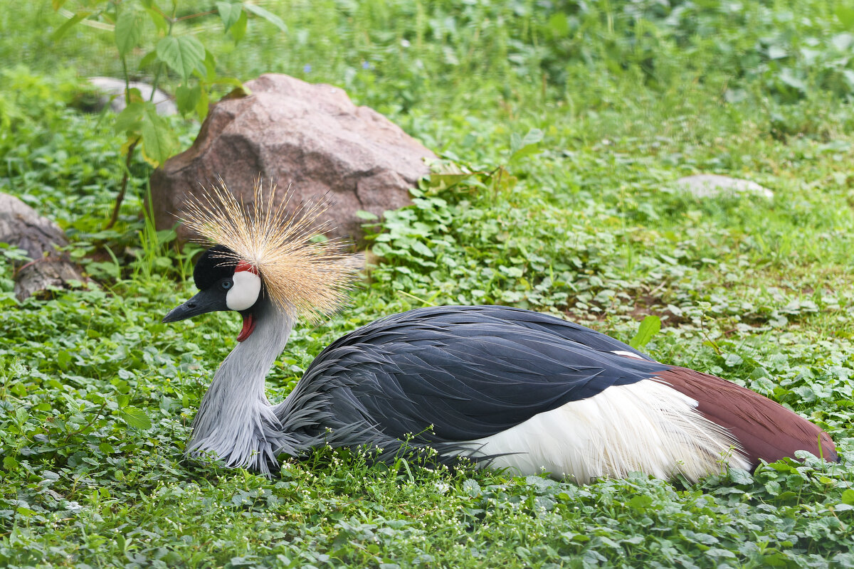 Московский зоопарк. Венценосный журавль. - Наташа *****