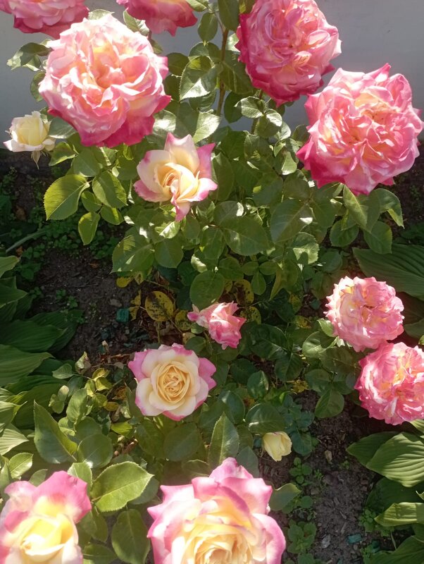 Розочки - Елена Семигина