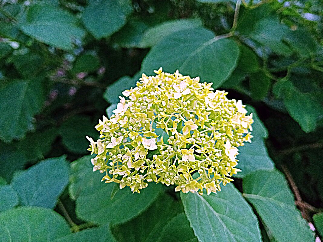 Цветы. - Владимир Драгунский Цветы. - Владимир Драгунский