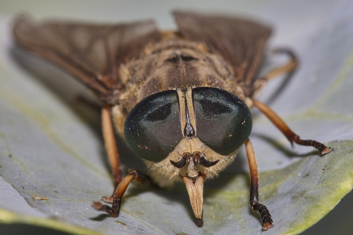Эти глаза.... - Александр Посошенко