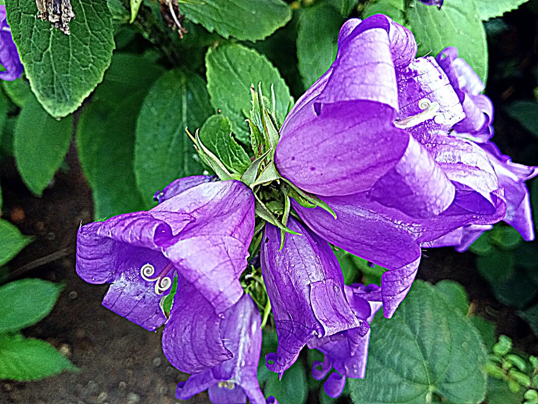 Цветы. - Владимир Драгунский