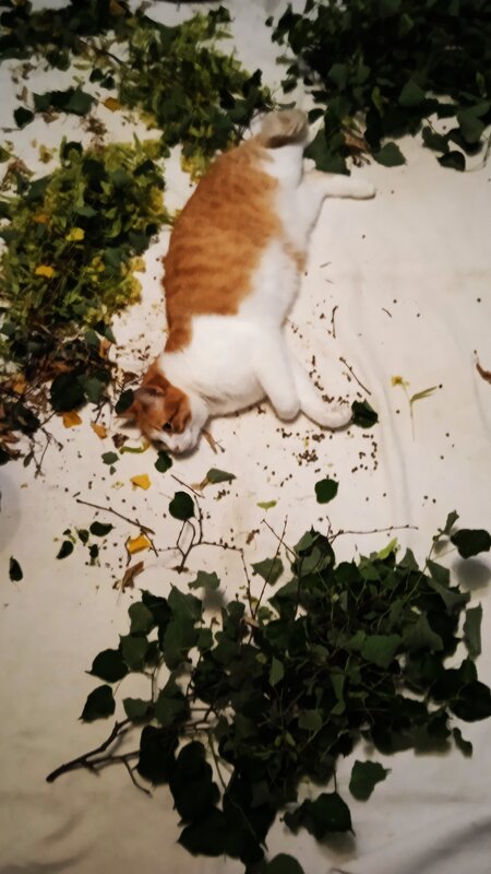 заготовка трав - Елена Шаламова