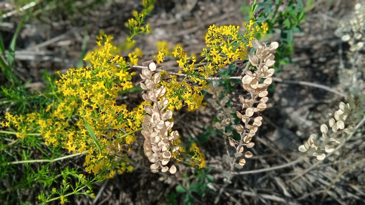 за городом - Елена Шаламова