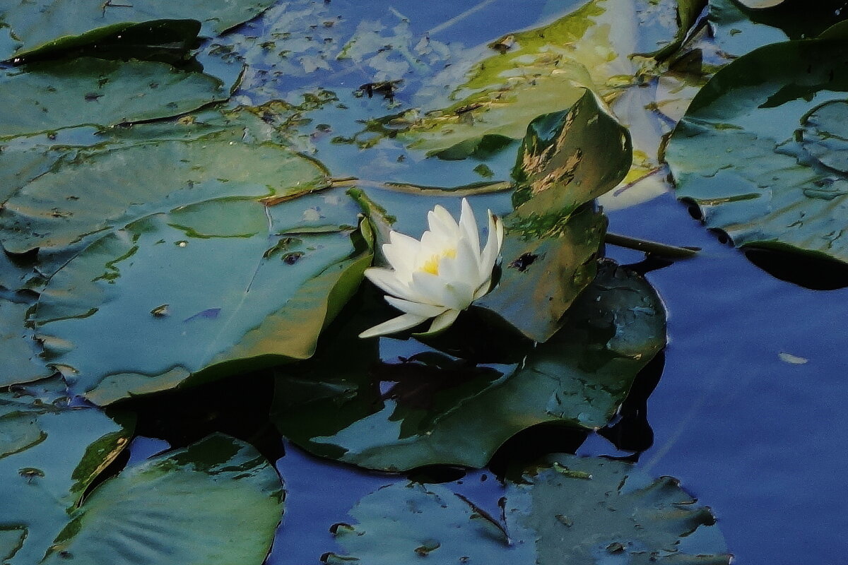 Кувшинка - Рита Симонова