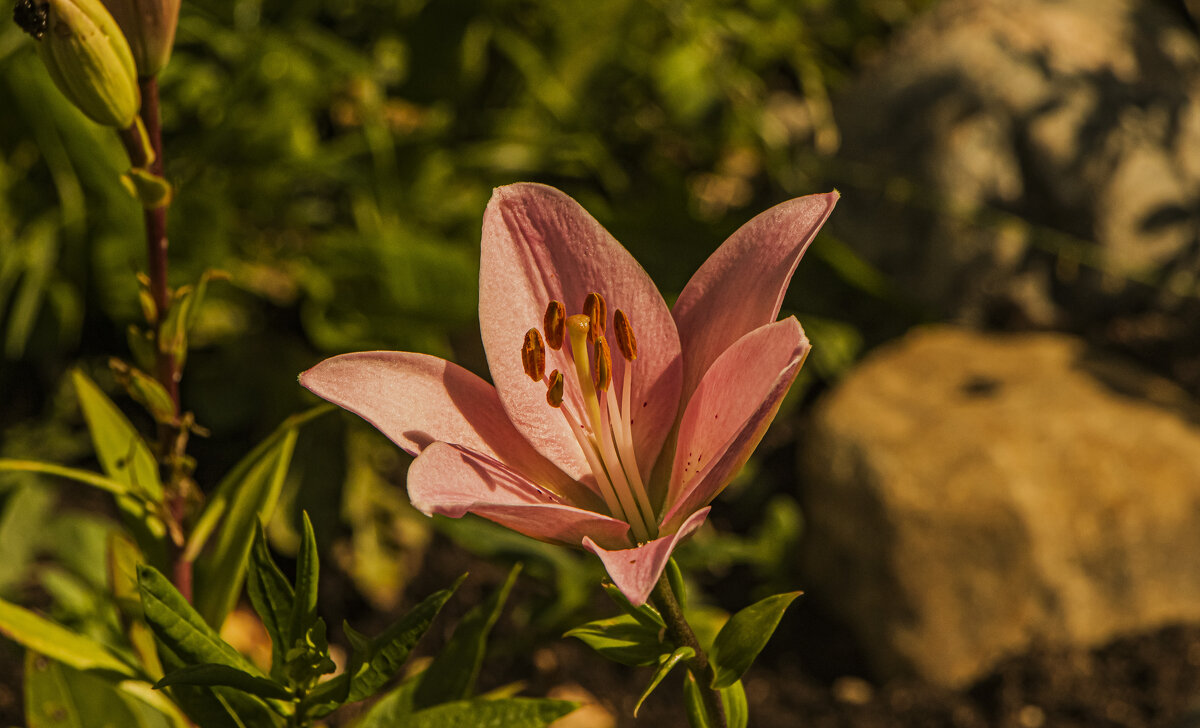 Одинокая. - Петр Беляков