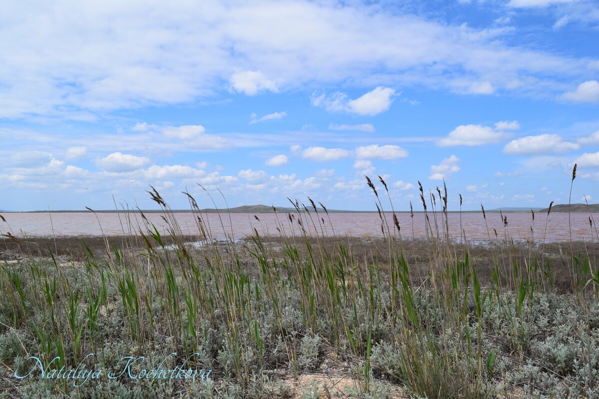 Природа Крыма - Amazing Cosmea