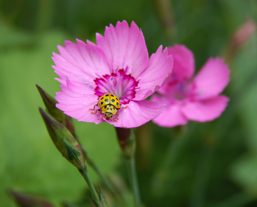 Однажды на цветке - Александр Ковальчук