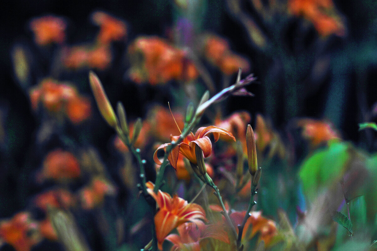 Лилейниковая полянка - Юрий Гайворонскiий