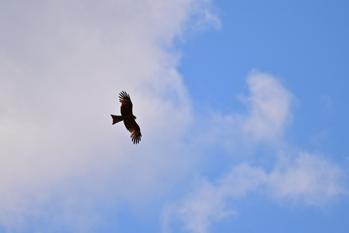 Коршун - Владислав Левашов