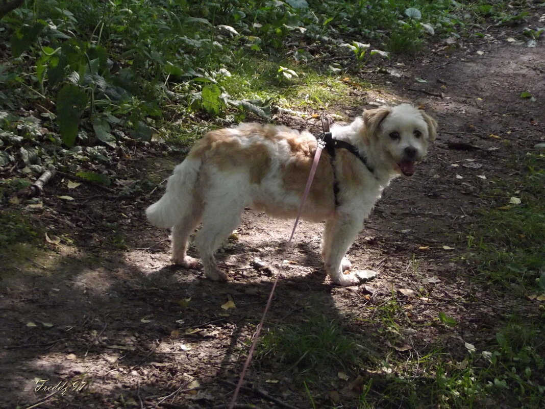 На прогулке... - Freddy 97