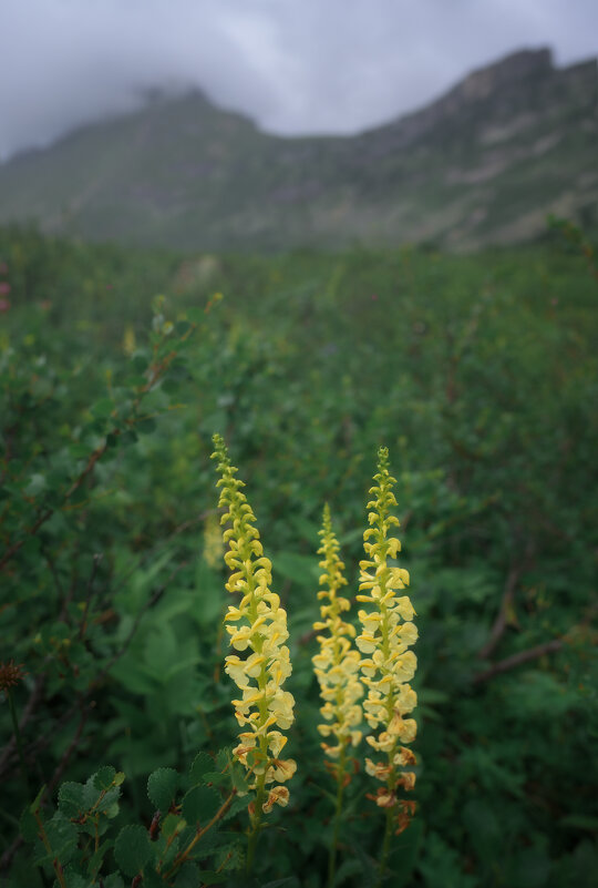 * - Александр Иванов