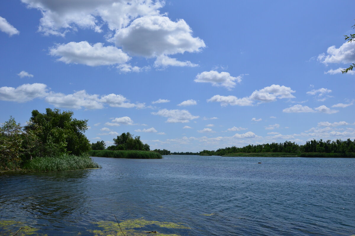 Местная река. - Виктор 