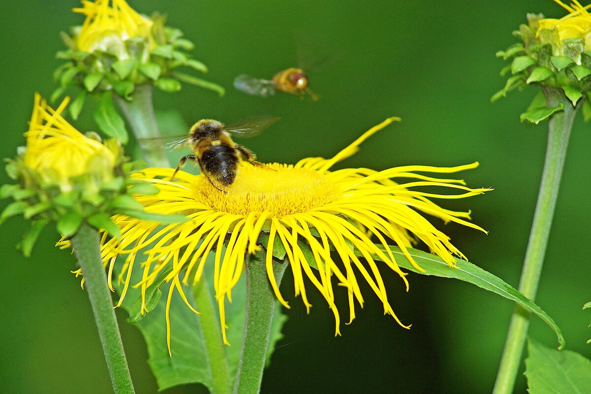 *** - Леонид leo