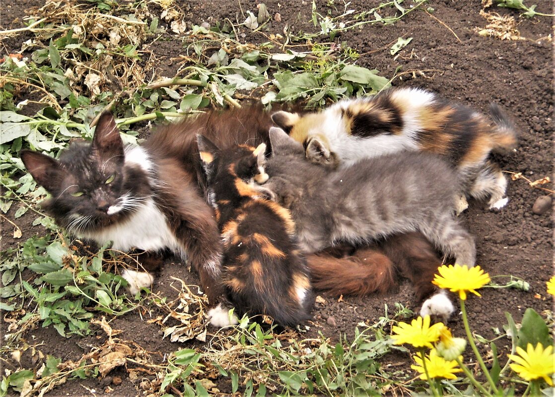 Лето. - Венера Чуйкова