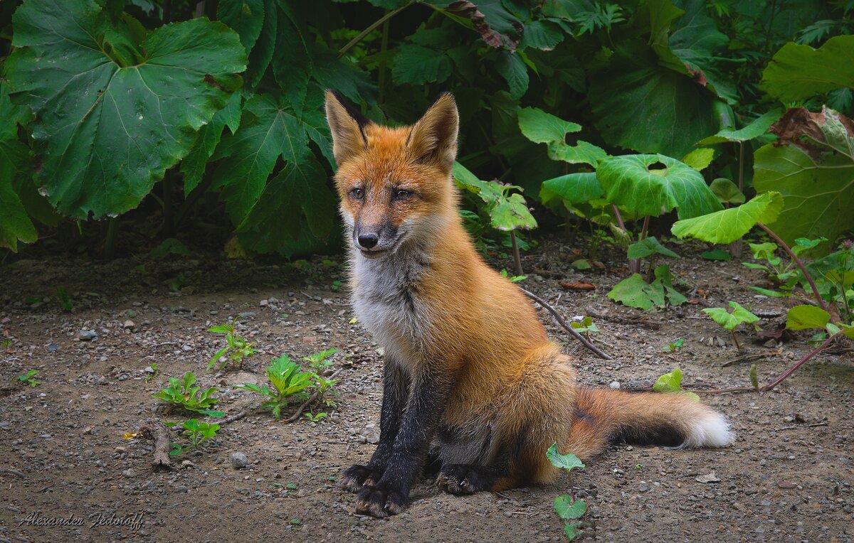 Старшой 2 - Alexander Fedotov Старшой 2 - Alexander Fedotov
