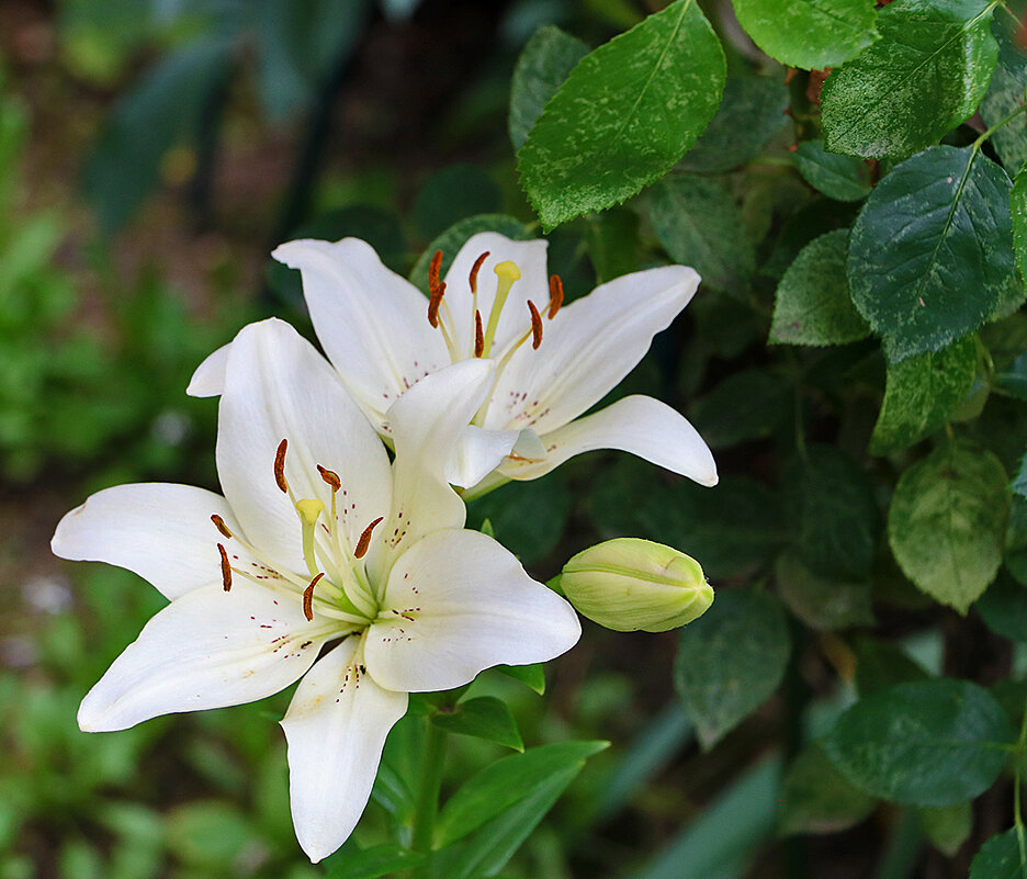 Июль - время лилий - Светлана 