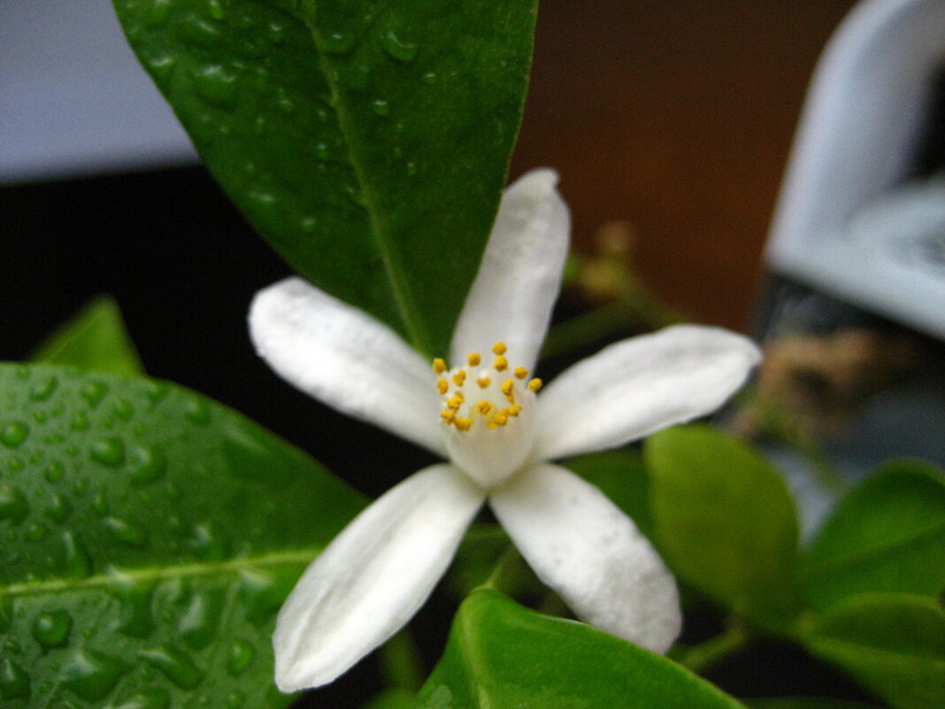 Цветение мандарина - Олег Иванов