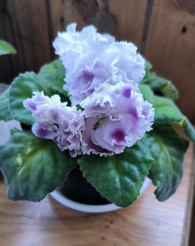 Герцогиня. - Ольга Герцогиня. - Ольга