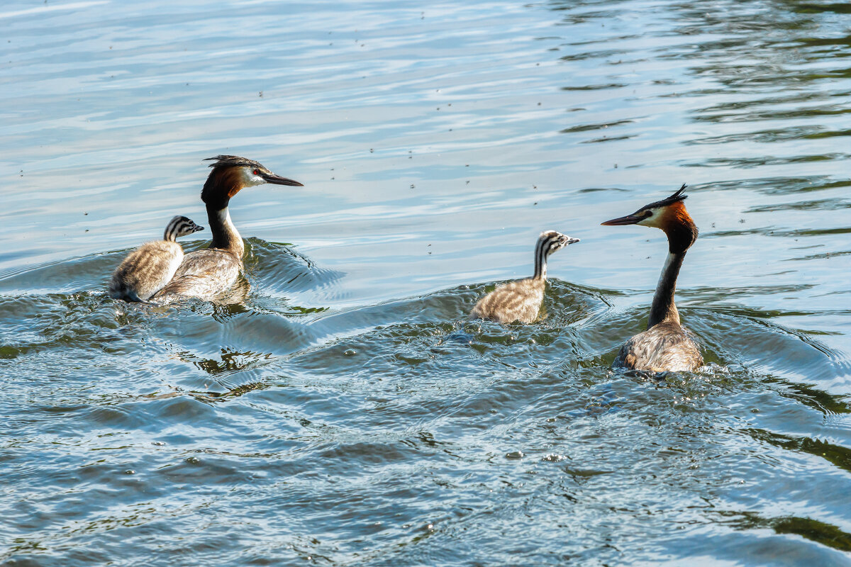 Чомги - Владимир Колесников
