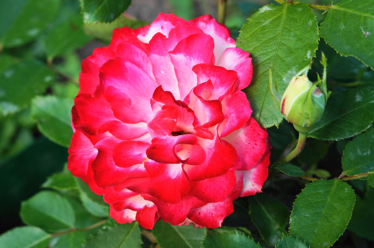 Пламенеющая роза - Сергей Ц