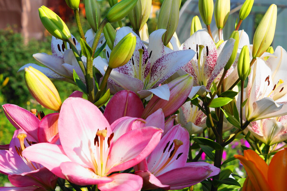 Разноцветные лилии - Сергей Ц