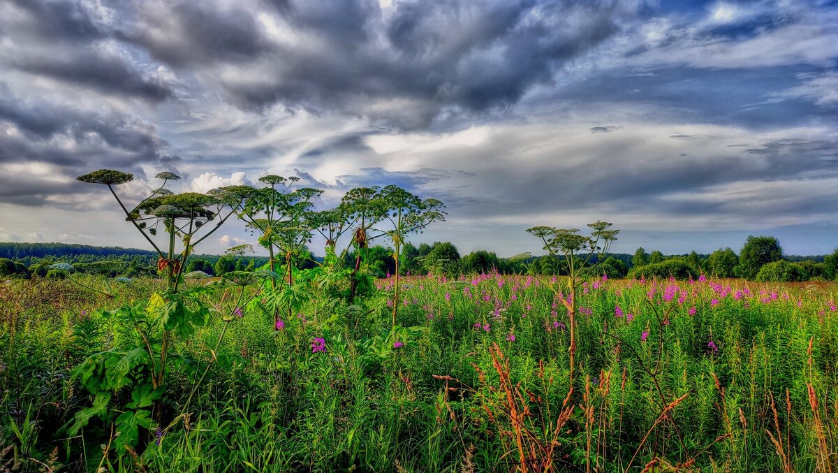 Июль - Наталья Лакомова Июль - Наталья Лакомова