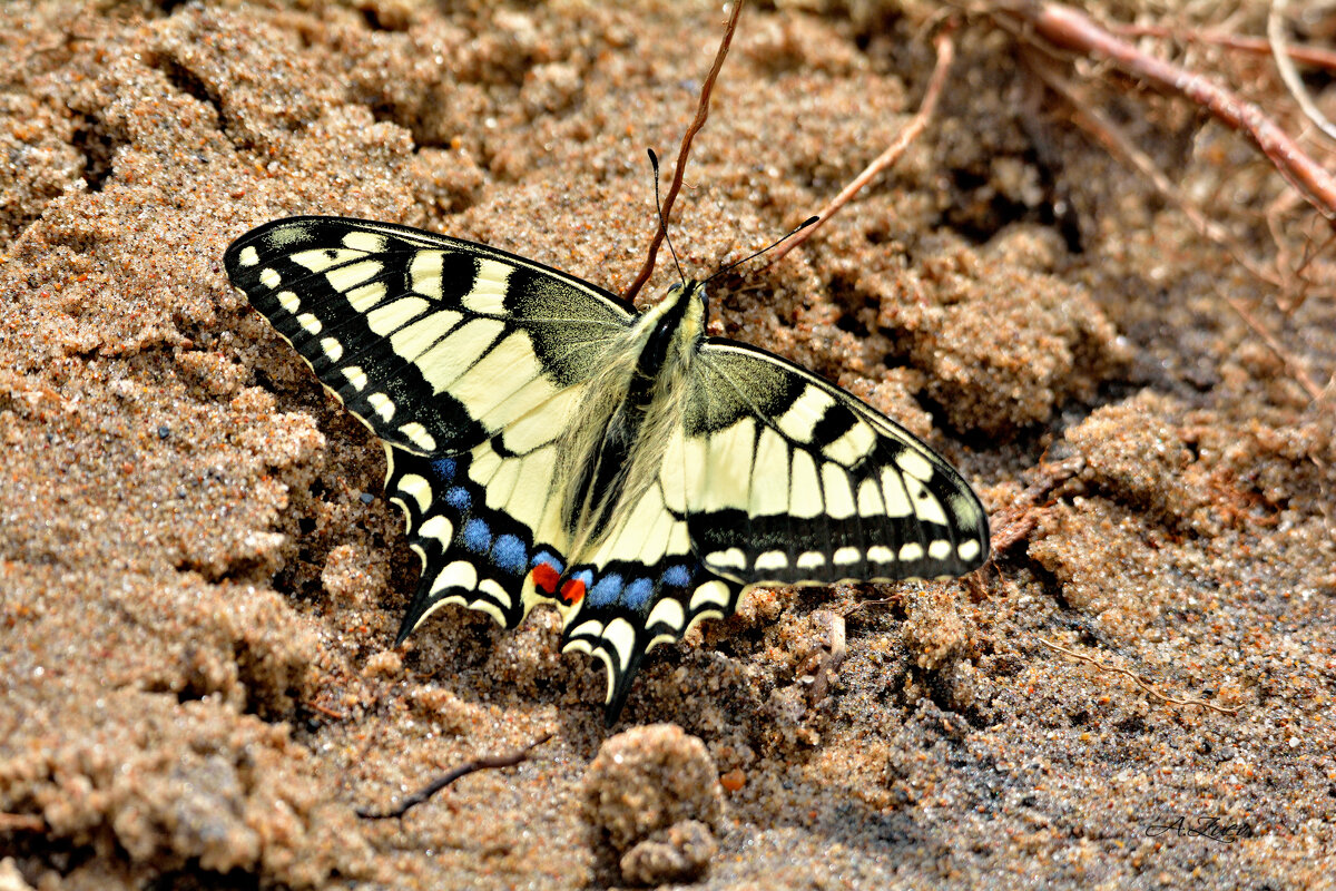 Махаон. - Александр Зуев