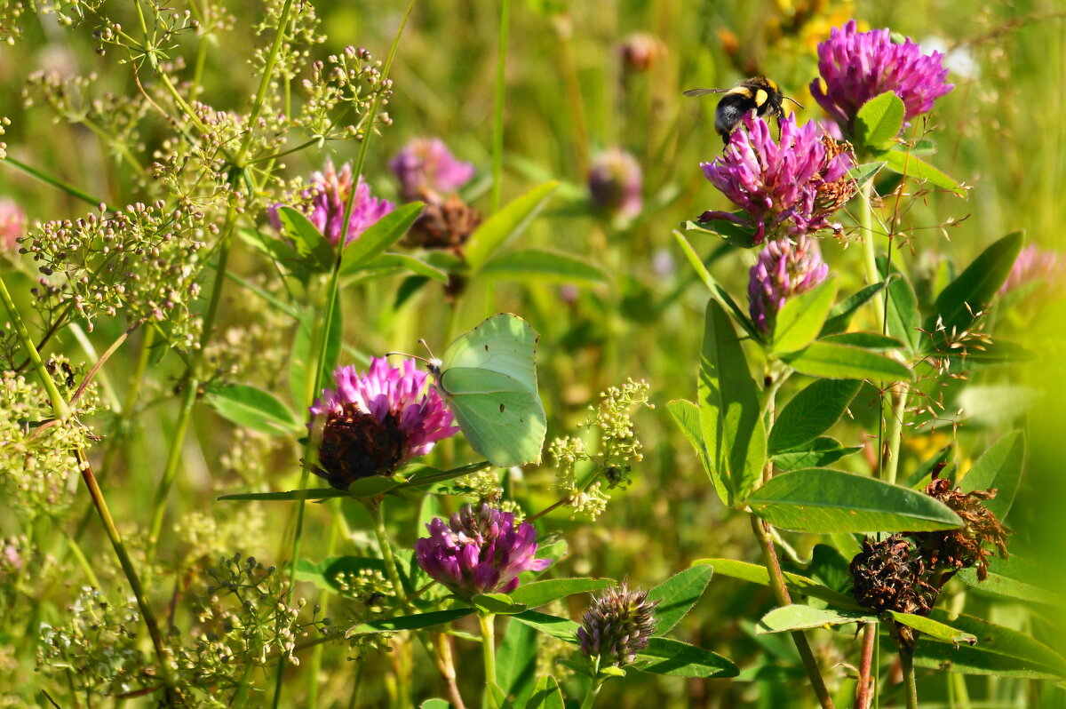 Июльские травы - Сергей Ц Июльские травы - Сергей Ц