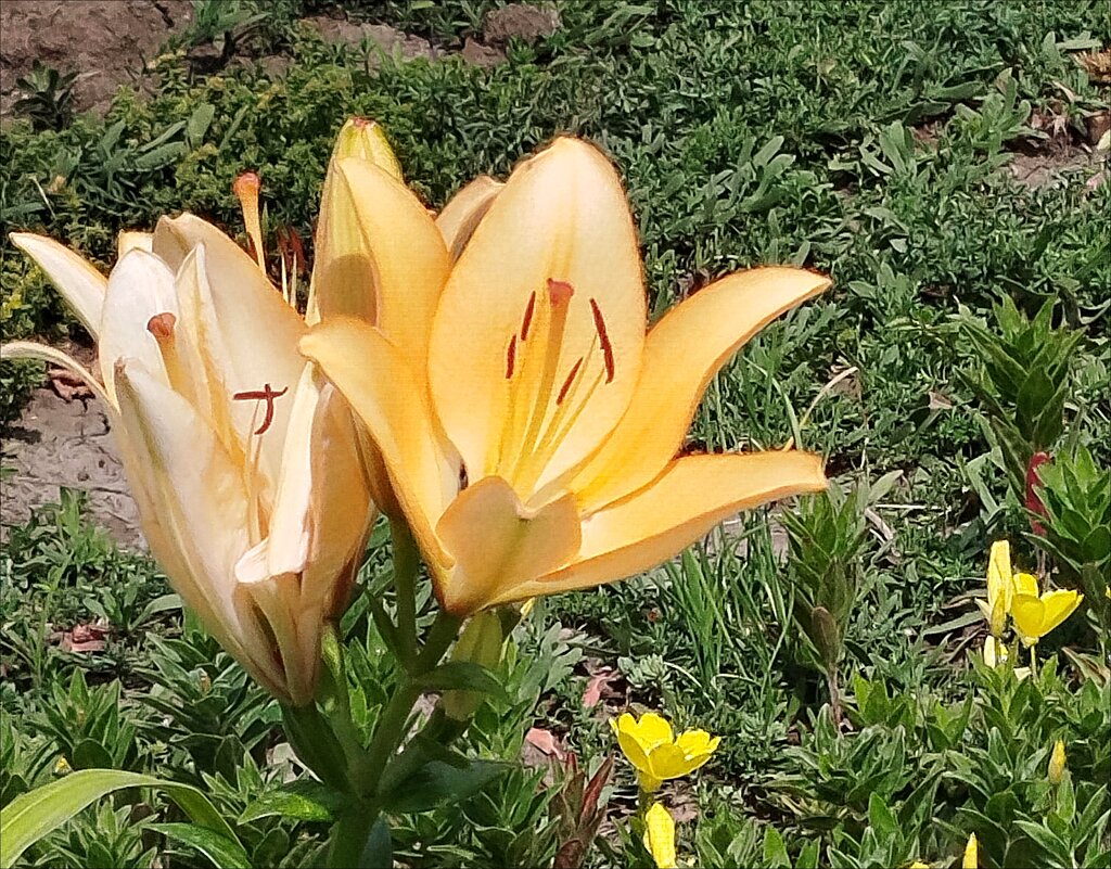 Летние! - Надежда Летние! - Надежда