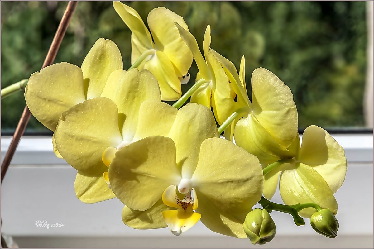 Про орхидею... - Aquarius - Сергей