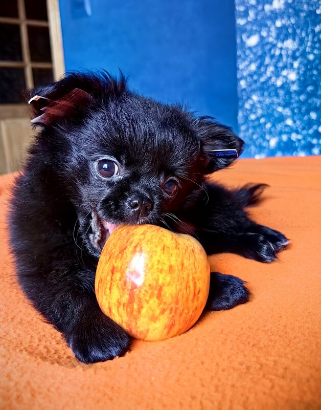 Фотосессия с питомцем - Светлана 13.06.