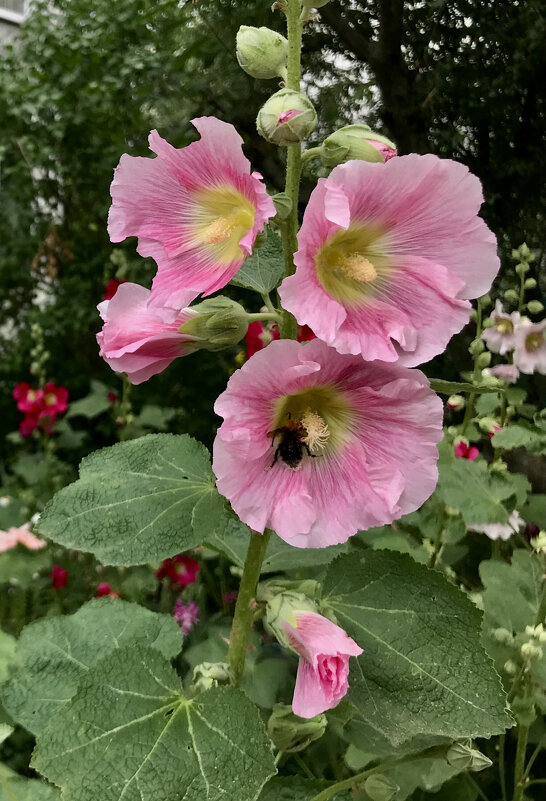 Время мальв. - Любовь 