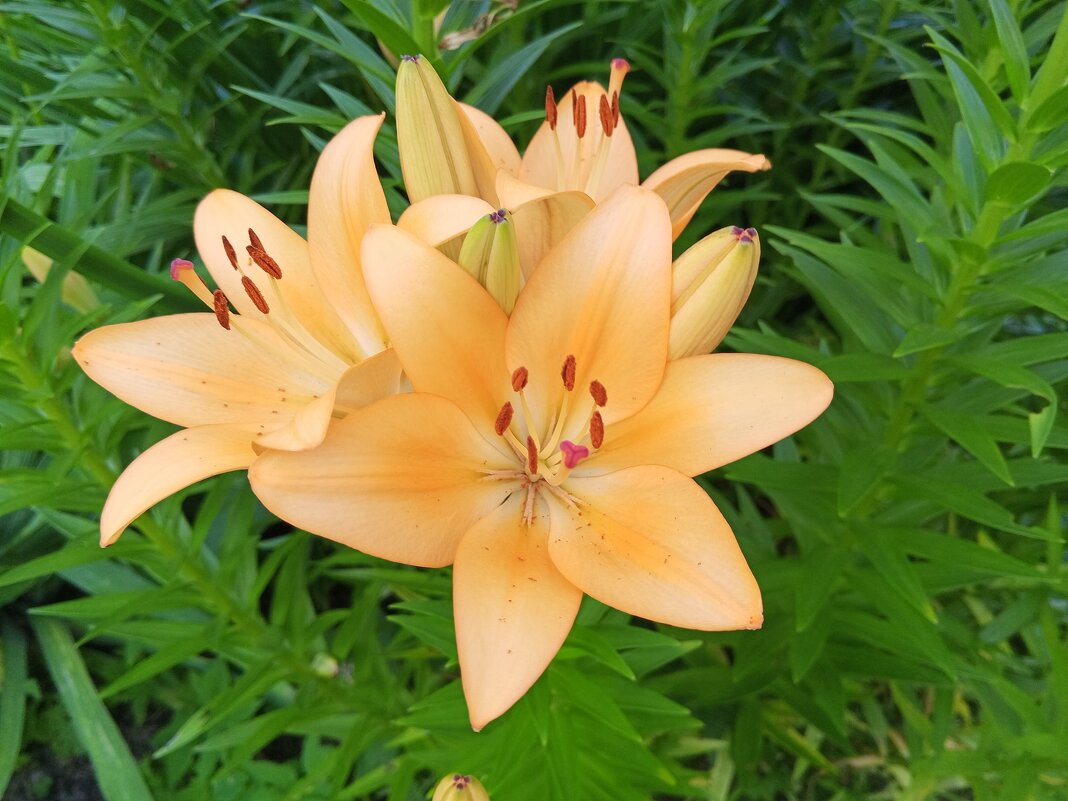 Лилейник - Сапсан 