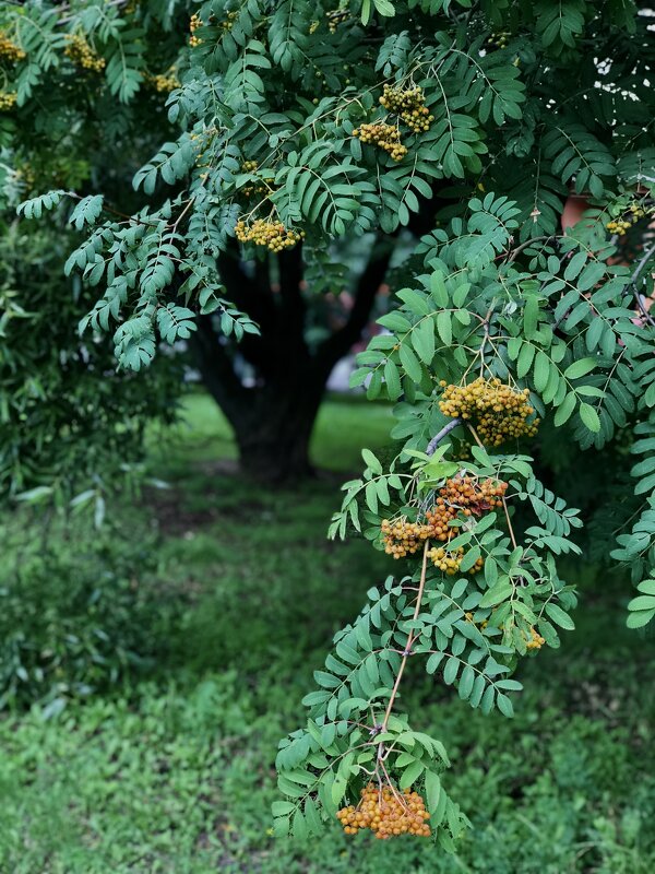 Рябина - краса! - Любовь 