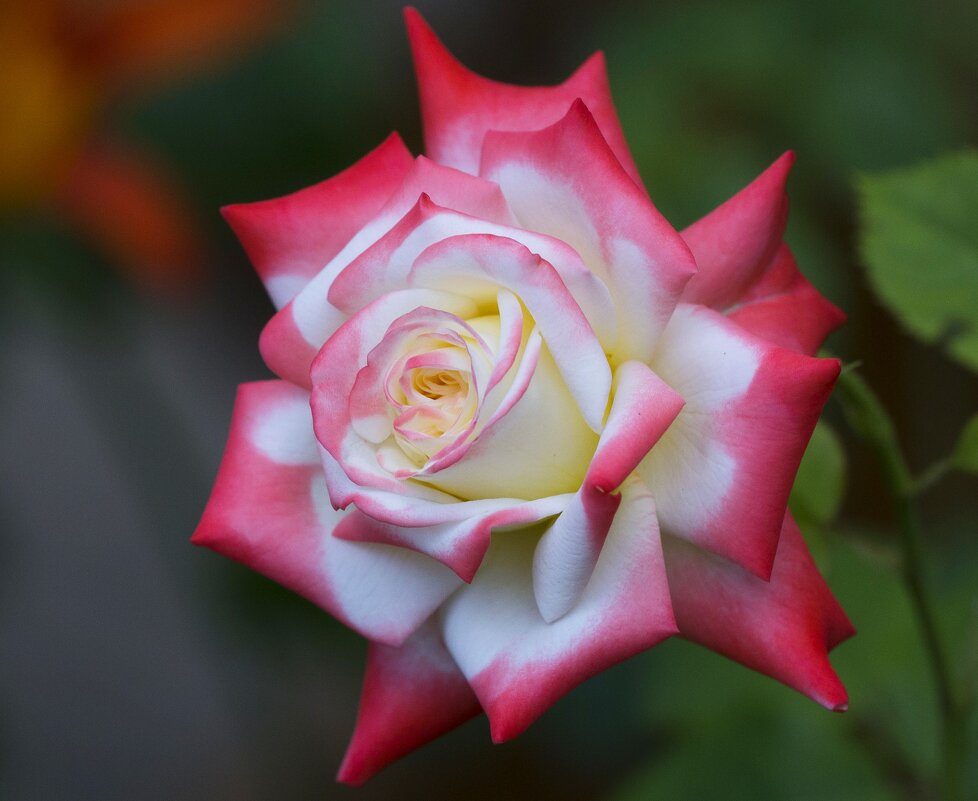 Летняя красавица - Светлана Тихонина