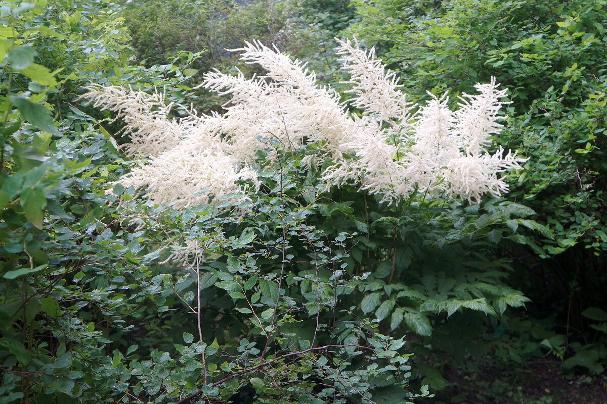 Волжанка - zavitok * Волжанка - zavitok *
