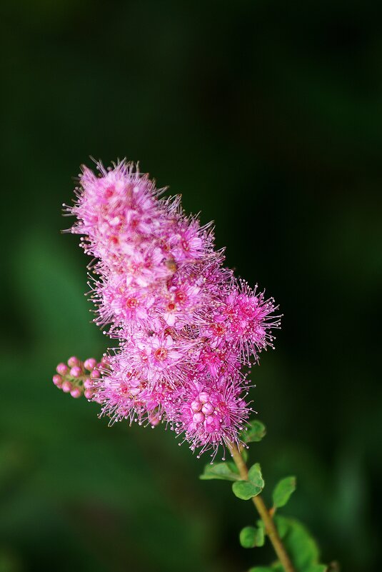 *** - Леонид leo