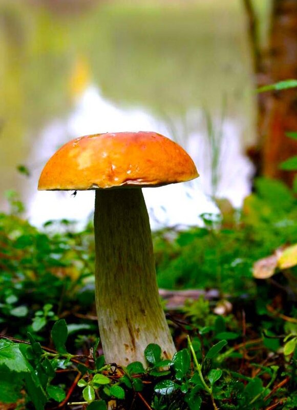 Июль...Белый гриб на стрелке протоки Девкина! - Владимир 