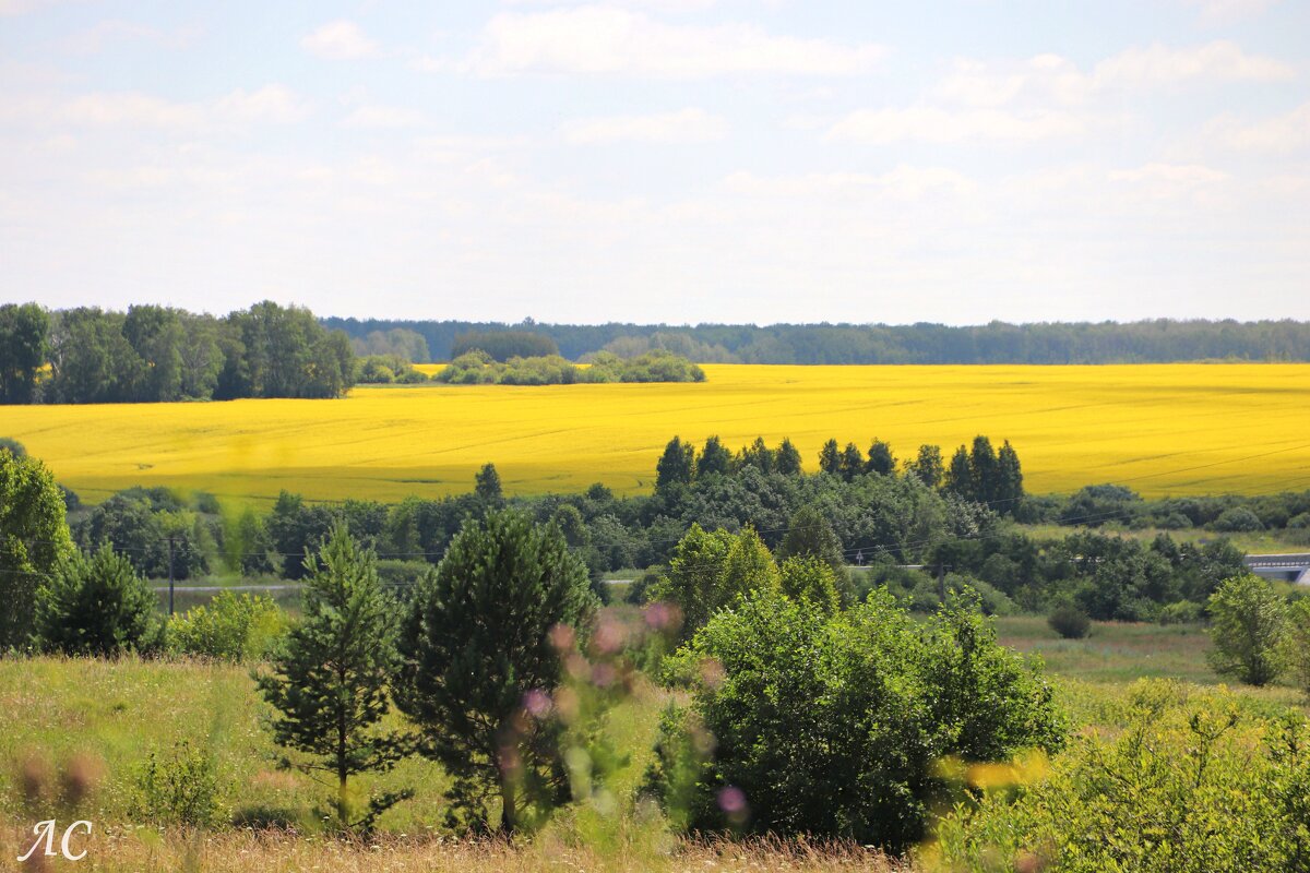 Поле рапса - Любовь Сахарова