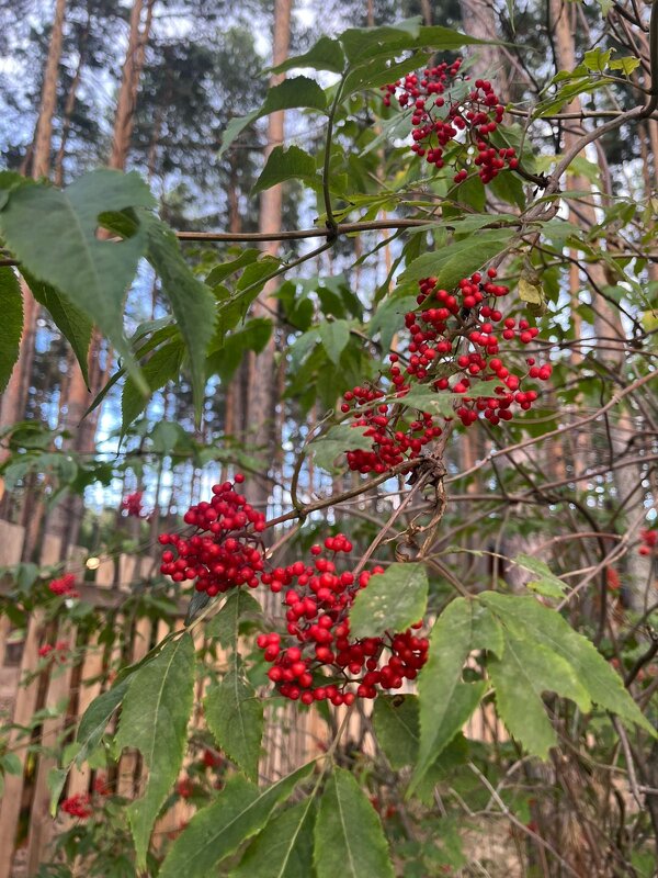 Красна ягода - Георгиевич 